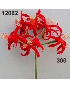 Spinnenlilie / rot / 12062.300