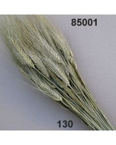 Weizen Ähren / natur / 85001.130