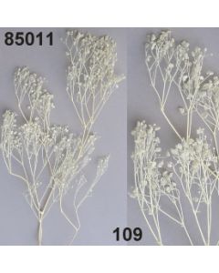 Schleierkraut preserved / gebleicht / 85011.109
