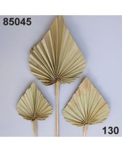 Palmspeer / natur / 85045.130
