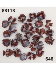 Thuja Samenkapseln lose - blau-grau - 88118.646