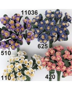 Thymus Blüte / 11036