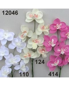 Orchidee / 12046