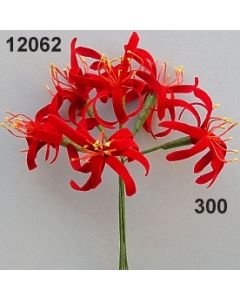 Spinnenlilie / rot / 12062.300