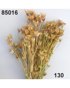 Nigella orientalis natur / natur / 85016.130